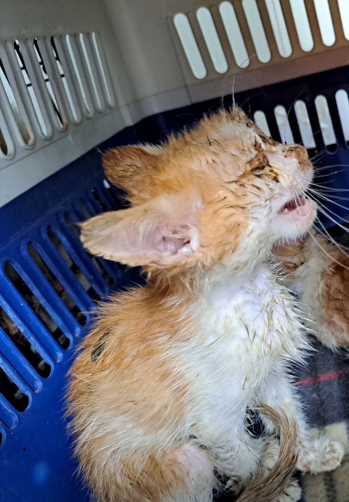울산유기동물보호센터_431371202300126